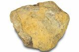Dinosaur (Triceratops) Bone Section - Montana #307077-1